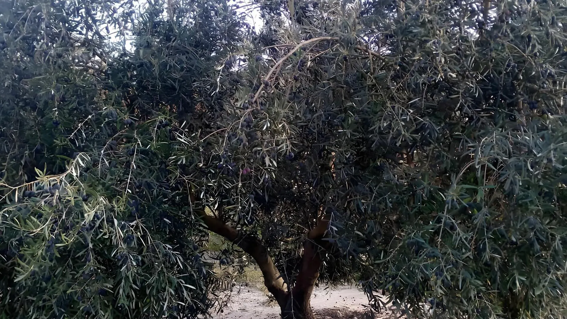 Country house Alojamiento Rural Casilla Miguelin Montilla