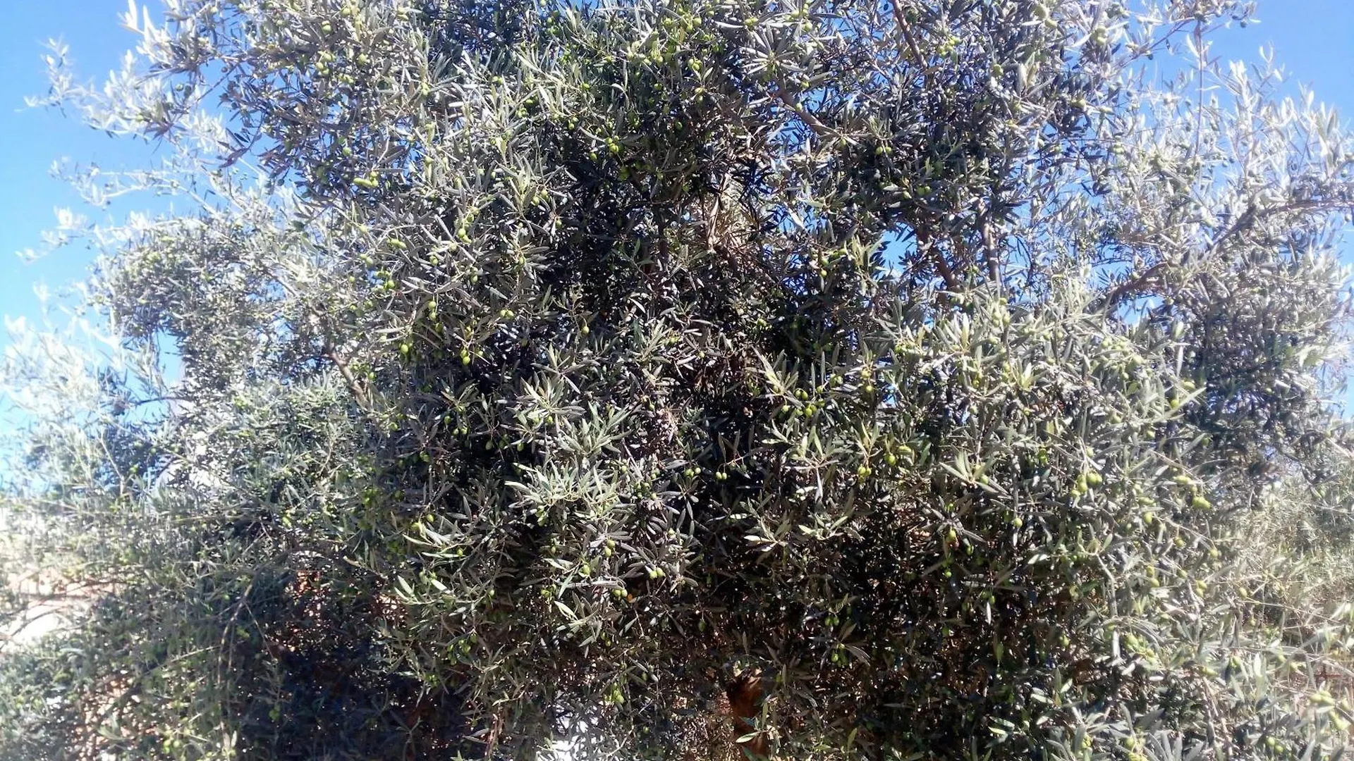 Country house Alojamiento Rural Casilla Miguelin Montilla